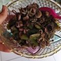 Cooksnap dari ClaraDevira untuk resep Tumis cumi asin pedas