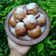 Cooksnap dari Ella untuk resep Rondo Royal a.k.a Tape Goreng