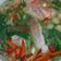 Cooksnap dari endah rahayu untuk resep Sup Ikan Kakap Merah Segar