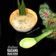 Cooksnap dari farida Sulthan 🇮🇩 (IG. Malika02782) untuk resep Bubur kacang hijau