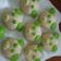 Cooksnap dari Lientje Komalasari untuk resep Bakpau ala Ny. Liem
