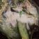 Cooksnap dari Elisa Puspita untuk resep Pecak terong kuah santan (#pr_olahanterong)