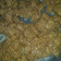 stacy.young.56027's cooksnap of when they made Cornflake candy.