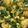 Dimple Solanki's cooksnap of when they made ખાંડવી (Khandvi Recipe In Gujarati).