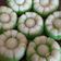 Cooksnap dari Dapur Astri untuk resep Putu Ayu