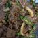 Cooksnap dari Afifa Fitia untuk resep Sapi Lada Hitam