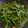 Cooksnap dari Ida Astuti untuk resep Ca kangkung pedas gila