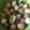 Cooksnap dari Anita Fitriani untuk resep Manisan rambutan