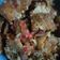 Cooksnap dari widya untuk resep Tahu Gejrot
