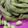 El cooksnap de Duphi cuando hizo Edamame.
