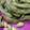 El cooksnap de Duphi cuando hizo Edamame.