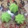 Cooksnap dari Reni Sapna untuk resep Bolu pandan kukus lembut 2 telur