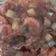 Cooksnap dari Sevti Wijaya untuk resep Udang Asam Manis Pedas