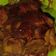 Cooksnap dari Whenny Andjanny untuk resep #2 semur jengkol empuk pedas manis