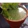Chandni Dave's cooksnap of when they made પાણીપુરી નું તીખું પાણી (panipuri tikhu pani).