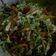Cooksnap dari Dewi "Uwhie" untuk resep Tumis Wortel KoL