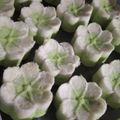 Cooksnap dari Fafa Assyfa untuk resep Putu ayu lembut tahan 4 hari cuma 2 telur. 1800-2000/biji