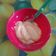 El cooksnap de Dolores cuando hizo Postre Serenito.