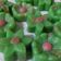 Cooksnap dari Swasty untuk resep Nagasari Pisang Pandan