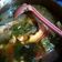 Cooksnap dari Yuni Wahyu untuk resep Sop Ikan Patin