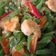 Cooksnap dari Risma Kusuma Dewi untuk resep Tumis udang & buncis pedas