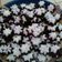 Cooksnap dari NovitaSyukha untuk resep Putu Ayu Ketan Hitam