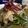 El cooksnap de Natalie camargo cuando hizo Espaguetis de calabacin con bacon y langostinos.