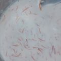 Shilpa Aggarwal का कुकस्नैप जब उन्होंने सेवई मिल्क कोकोनेट खीर (sevai milk coconut kheer recipe in Hindi) बनाया था।