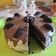 Zsuzsa Tóth_1 Cooksnap-ja, amikor elkészítette a(z) Oreo torta receptet.