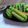 Cooksnap dari Cicik Ary untuk resep Kue pukis pandan