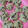 El cooksnap de Estefanía cuando hizo Galletitas de avena y chips de chocolate express.