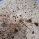 Poonam4 का कुकस्नैप जब उन्होंने उड़द की दाल का पापड़ (urad ki dal ka papad recipe in Hindi) बनाया था।
