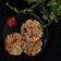 Disha Prashant Chavda's cooksnap of when they made બીસ્કીટ ભાખરી (Biscuit bhakhri recipe in gujarati).