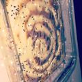 صورة من عبير عيسى، شاركها بعد تجربة وصفة الكيكة الحلزونيه
