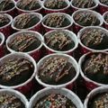 Cooksnap dari ristanti yuni astutik untuk resep Brownies Kukus Ny. Liem