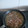 El cooksnap de Emilio Muñoz cuando hizo Calamares encebollados con habas.