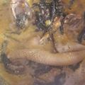 Osigwechidinma@yahoo.com's cooksnap of when they made Bitterleaf soup.