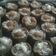 सोनल जयेश सुथार 's cooksnap of when they made અડદિયા પાક (Adadiya pak recipe in Gujarati).