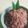 Cooksnap dari tunik 🍀 untuk resep Pasta Kacang Merah
