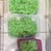 Cooksnap dari Meela Arozah untuk resep Tape Ketan Hijau Manis