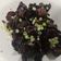 Cooksnap dari Fat Mama untuk resep Terong Negro
