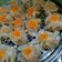 Cooksnap dari Fitrah Fadhilla untuk resep Dimsum ayam