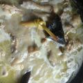 Cooksnap dari Zhiea Verdiansyah untuk resep Opor ayam kuning