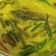 Cooksnap dari nuniek untuk resep Gulai Ikan Mas Ala Rm. Padang