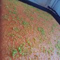 صورة من Lili's Recipes، شاركها بعد تجربة وصفة بسبوسة خفيفة ومشربة، بكيفية سريعة، على طريقة أم يارا