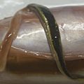 Chi Chieko's cooksnap of when they made How To Clean Squid - You Can Eat The Legs and Liver, Too!.