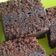 Cooksnap dari julie untuk resep Brownies kukus ala amanda