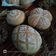 Cooksnap dari Tri Yunianti untuk resep Coffee Milk Bread (Ala Hearth Bread)