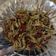 Cooksnap dari Septia Anggraini untuk resep Teri Bawang Cabe