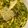Nico Acquaviva's cooksnap of when they made Gnocchetti sardi_ malloreddus al pesto di basilico.